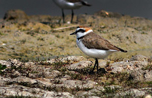 Guía de Aves Waste Magazine