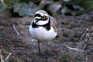 Guía de Aves Waste Magazine