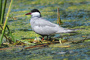 Guía de Aves Waste Magazine