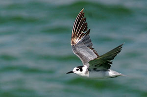 Guia de Aves, Waste Magazine