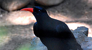 Guia de Aves, Waste Magazine