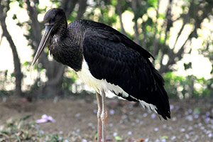 Guia de Aves, Waste Magazine