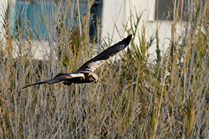 Guía de Aves Waste Magazine