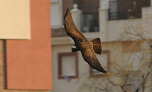 Guia de Aves, Waste Magazine