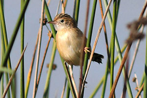 Guía de Aves Waste Magazine