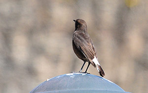 Guia de Aves, Waste Magazine
