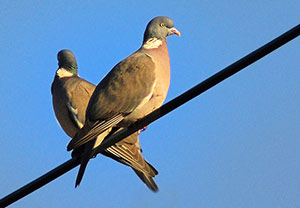 Guia de Aves, Waste Magazine