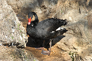 Guia de Aves, Waste Magazine
