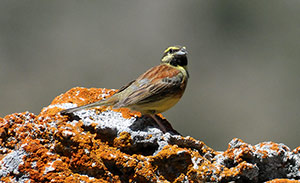 Guia de Aves, Waste Magazine