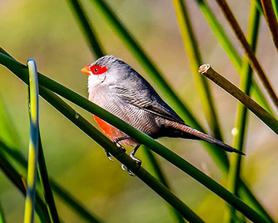 Guia de Aves, Waste Magazine