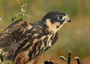 Guia de Aves, Waste Magazine