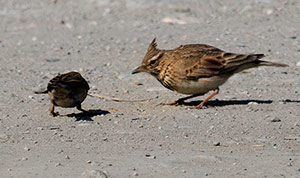 Guía de Aves Waste Magazine