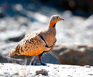 Guia de Aves, Waste Magazine