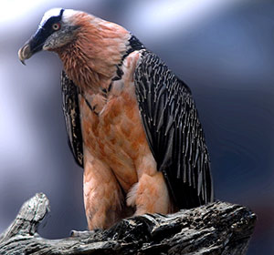 Guia de Aves, Waste Magazine