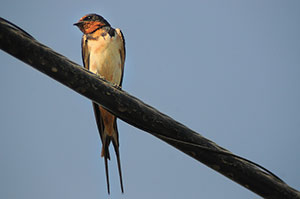 Guia de Aves, Waste Magazine