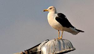 Guia de Aves, Waste Magazine