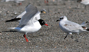 Guia de Aves, Waste Magazine