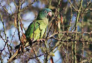 Guia de Aves, Waste Magazine