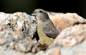 Guia de Aves, Waste Magazine