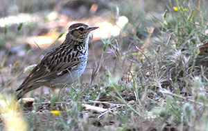 Guia de Aves, Waste Magazine