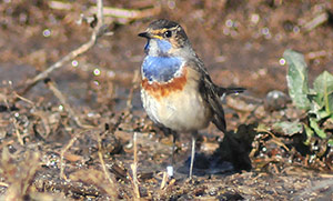 Guia de Aves, Waste Magazine