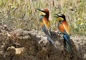 Guia de Aves, Waste Magazine