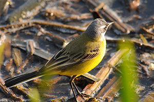 Guia de Aves, Waste Magazine