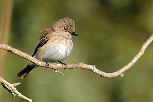 Guía de Aves Waste Magazine