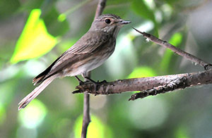 Guia de Aves, Waste Magazine