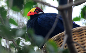 Guia de Aves, Waste Magazine
