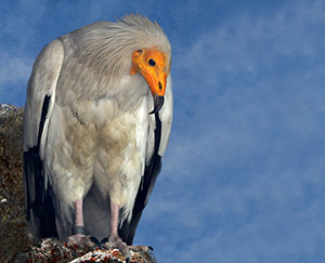 Guia de Aves, Waste Magazine