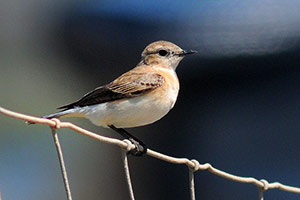 Guia de Aves, Waste Magazine