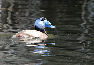 Guia de Aves, Waste Magazine