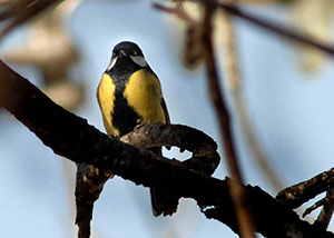 Guia de Aves, Waste Magazine