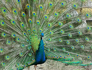 Guia de Aves, Waste Magazine