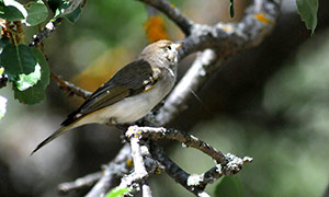 Guia de Aves, Waste Magazine