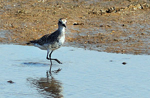 Guia de Aves, Waste Magazine