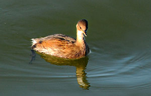 Guía de Aves Waste Magazine