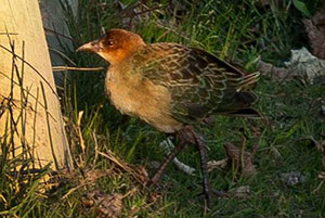 Guia de Aves, Waste Magazine