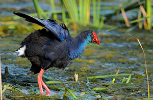 Guia de Aves, Waste Magazine