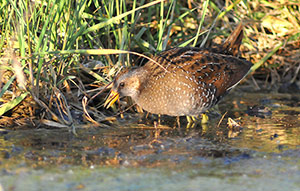 Guia de Aves, Waste Magazine