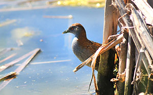 Guia de Aves, Waste Magazine