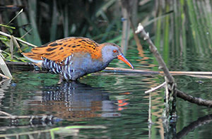 Guia de Aves, Waste Magazine
