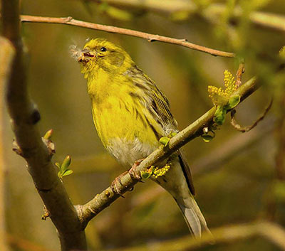 Guia de Aves, Waste Magazine