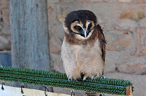 Guia de Aves, Waste Magazine