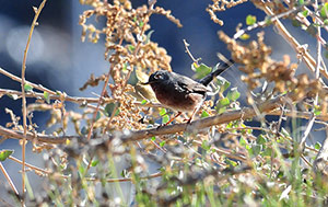 Guia de Aves, Waste Magazine