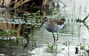 Guia de Aves, Waste Magazine