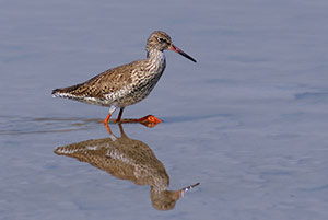 Guia de Aves, Waste Magazine