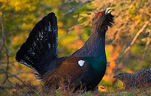 Guia de Aves, Waste Magazine