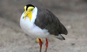 Guia de Aves, Waste Magazine